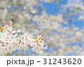 満開後散り始めた桜の花 31243620