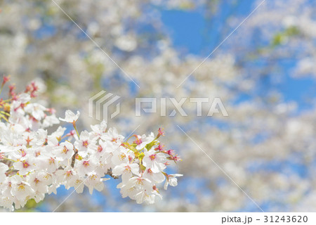 満開後散り始めた桜の花 31243620