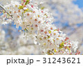 満開後散り始めた桜の花 31243621