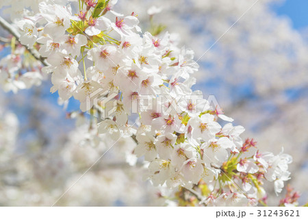 満開後散り始めた桜の花 31243621