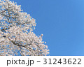満開後散り始めた桜の花 31243622