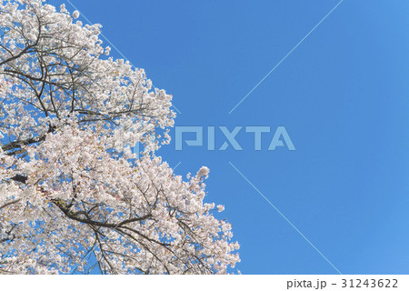 満開後散り始めた桜の花 31243622