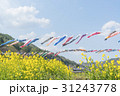 青空を泳ぐ鯉のぼりと菜の花畑 31243778