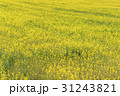 一面の菜の花畑 31243821