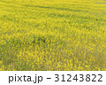 一面の菜の花畑 31243822