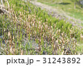 野原に生えるつくし 31243892