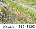 野原に生えるつくし 31243893