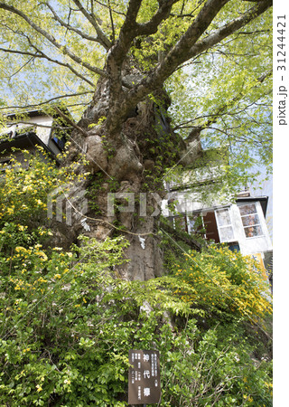 御岳ノ神代欅 御岳ノ神代欅 31244421