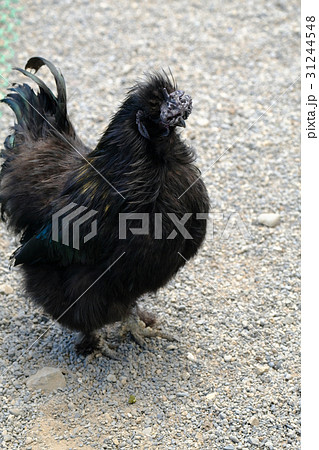 烏骨鶏 烏骨鶏 31244548