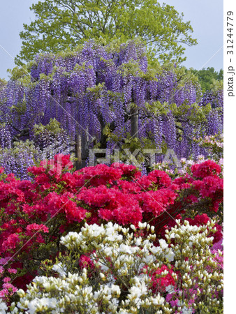 つつじと藤の花 31244779
