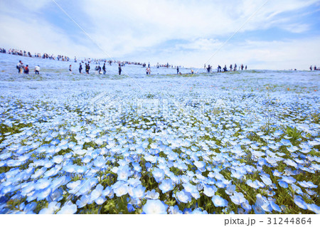 ひたち海浜公園 ネモフィラの写真素材