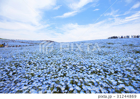 ひたち海浜公園 ネモフィラの写真素材