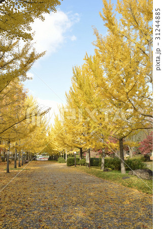 山形県総合運動公園のイチョウ並木 山形県総合運動公園のイチョウ並木 31244885