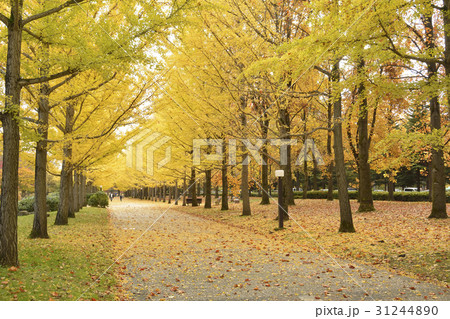 山形県総合運動公園のイチョウ並木 山形県総合運動公園のイチョウ並木 31244890