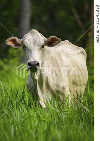 Image of white cow on nature background. Animal 31245393
