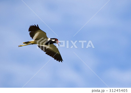 Image of bird flying in the sky. Wild Animals. Image of bird flying in the sky. Wild Animals. 31245405