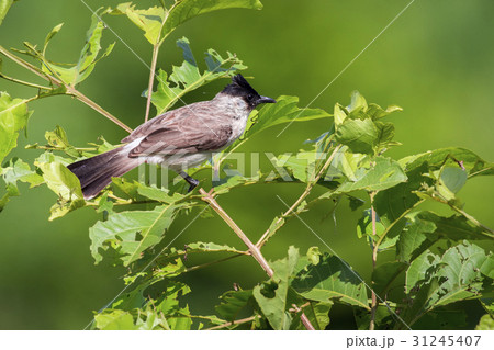 Image of bird on a branch on nature background. Image of bird on a branch on nature background. 31245407