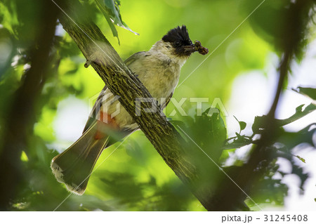 Image of bird on a branch on nature background. Image of bird on a branch on nature background. 31245408