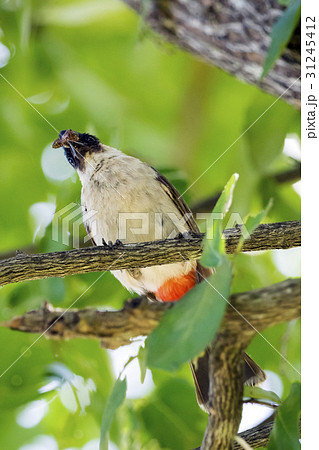 Image of bird on a branch on nature background. 31245412