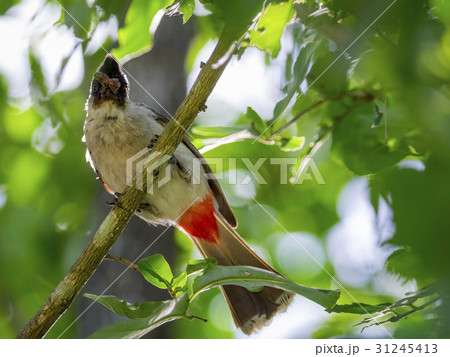 Image of bird on a branch on nature background. 31245413