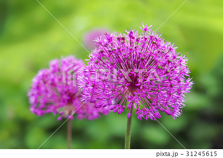 アリウム・ギガンチウム-Allium giganteum 31245615