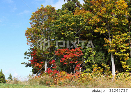 初秋の彩り 初秋の彩り 31245737