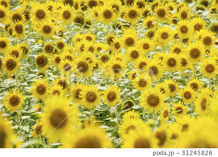 ひまわり畑 夏イメージ 暑中見舞い イメージ素材 背景素材 ひまわり畑 夏イメージ 暑中見舞い イメージ素材 背景素材 31245826