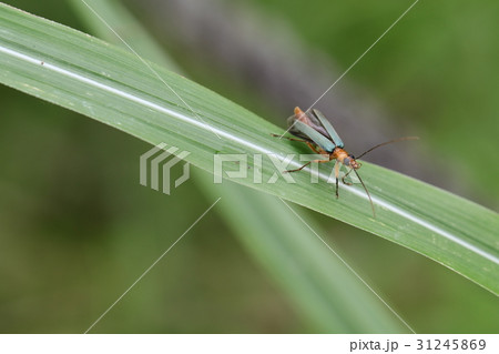 アオカミキリモドキ 31245869