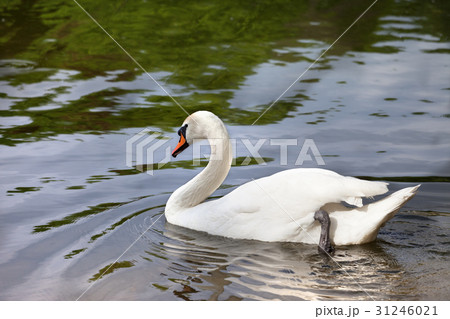 Mute swan on water surface 31246021