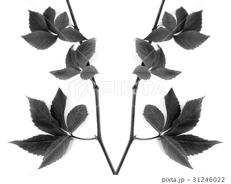 Black and white composition of twigs grapes leave 31246022