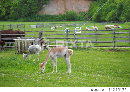 アルパカ　毛刈り　えこりん村　北海道　恵庭市 31246172