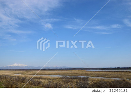 原生花園と斜里岳 原生花園と斜里岳 31246181