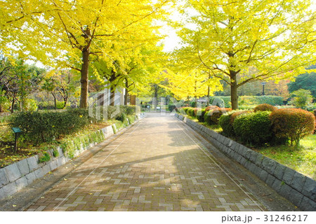 イチョウ並木 31246217