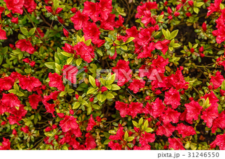 Floral background of azalea (rhododendron) 31246550