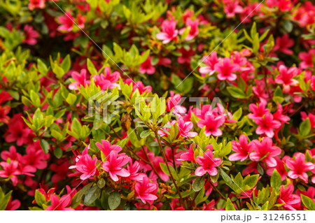 Floral background of azalea (rhododendron) Floral background of azalea (rhododendron) 31246551