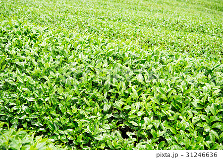 茶畑 宇治茶 茶畑 宇治茶 31246636