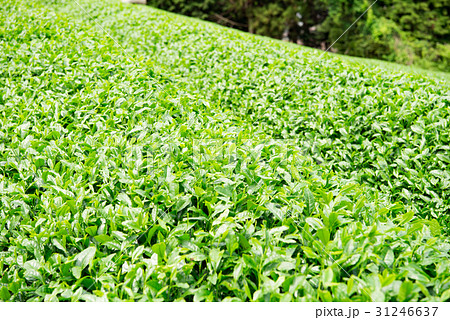 茶畑　宇治茶　 31246637