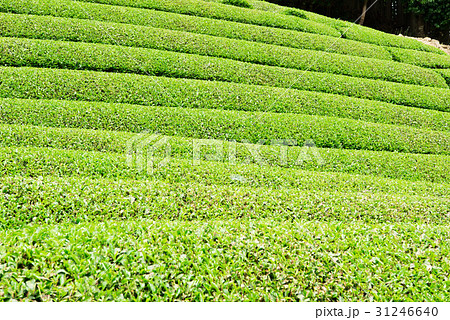 茶畑 宇治茶 茶畑 宇治茶 31246640
