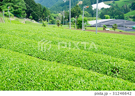 茶畑　宇治茶　 31246642