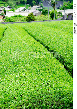 茶畑　宇治茶　 31246644