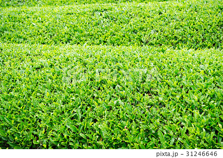 茶畑　宇治茶　 31246646