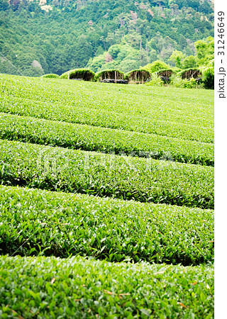 茶畑　宇治茶　 31246649