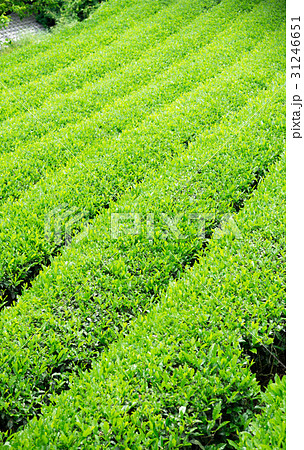 茶畑 宇治茶 茶畑 宇治茶 31246651