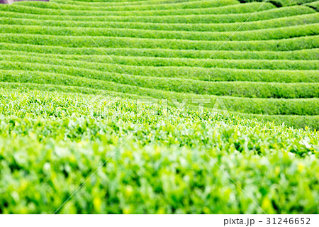 茶畑　宇治茶　 31246652