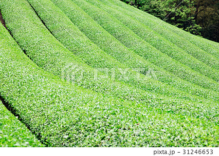 茶畑　宇治茶　 31246653