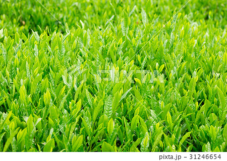 茶畑　宇治茶　 31246654