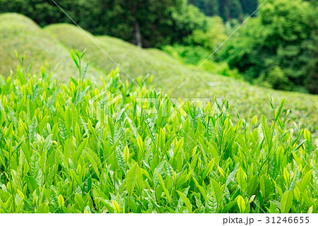 茶畑 宇治茶 茶畑 宇治茶 31246655