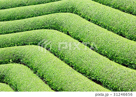 茶畑 宇治茶 茶畑 宇治茶 31246656
