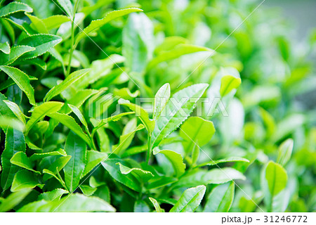 茶葉 アップ 茶葉 アップ 31246772