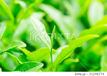 茶葉 アップ 茶葉 アップ 31246774